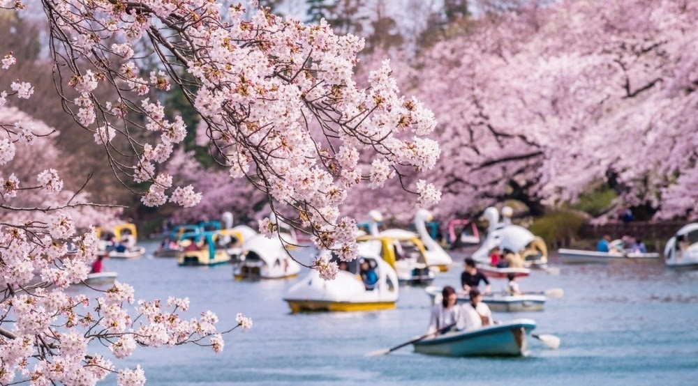 Ngồi thuyền ngắm hoa anh đào tại lễ hội Hanami