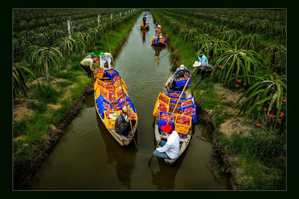 Ngây ngất với thiên nhiên và đời sống người Việt qua ảnh - Ảnh 4.