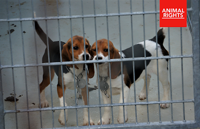 Foto: twee beagles in een kooi