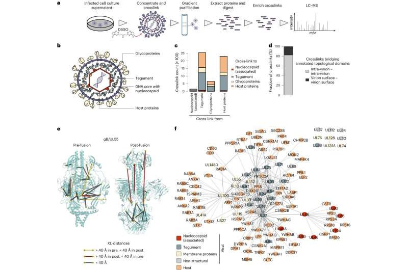 How the herpes virus HCMV deceives its host cells