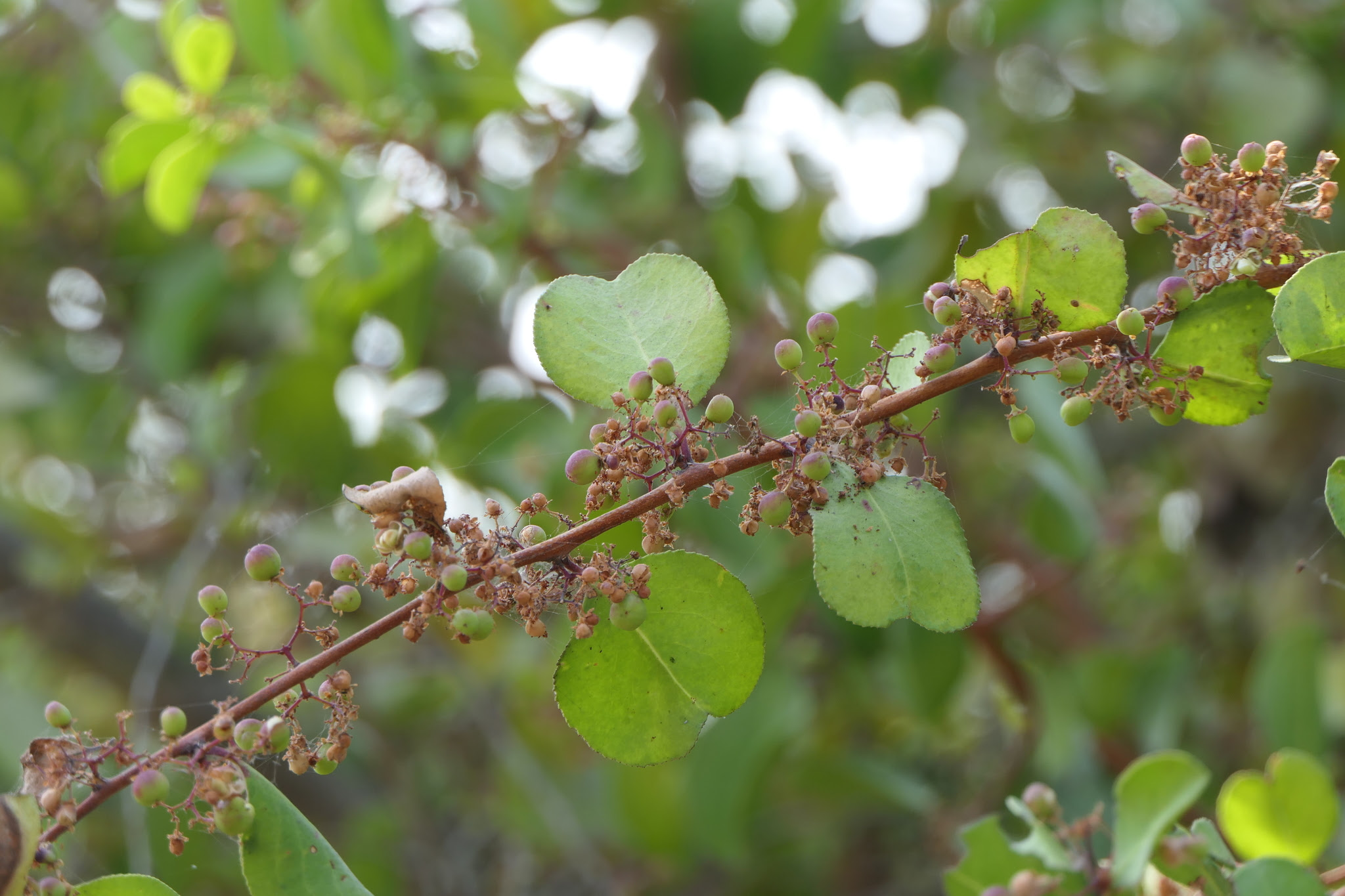 Gymnosporia senegalensis (Lam.) Loes.