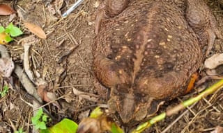‘Toadzilla’: giant cane toad believed to be the largest of its species found in Australia