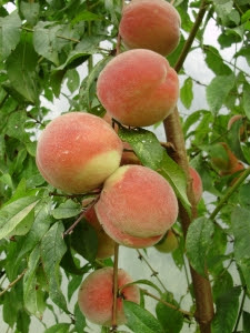 late peaches - variety unknown