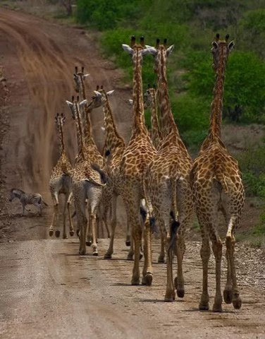 Giraffes-going-down-the-road