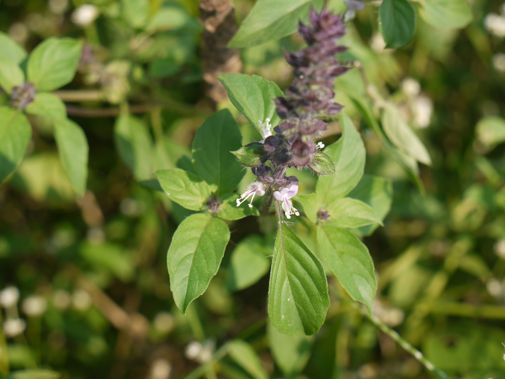 Ocimum basilicum L.