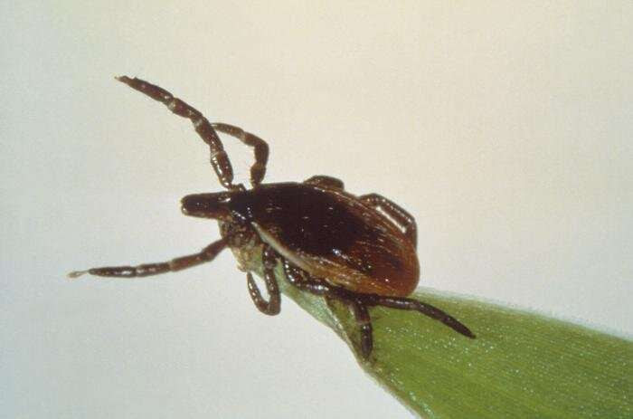 tick , Lyme disease