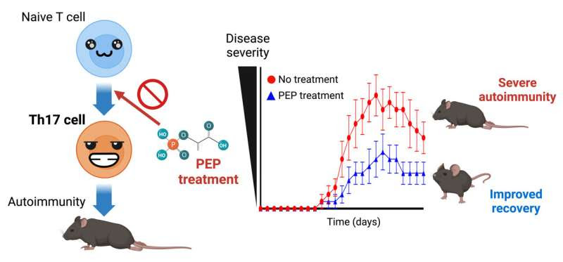 Potential treatment of autoimmune diseases revealed in new study