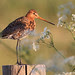 Black-Tailed Godwit por Wim Boon Fotografie