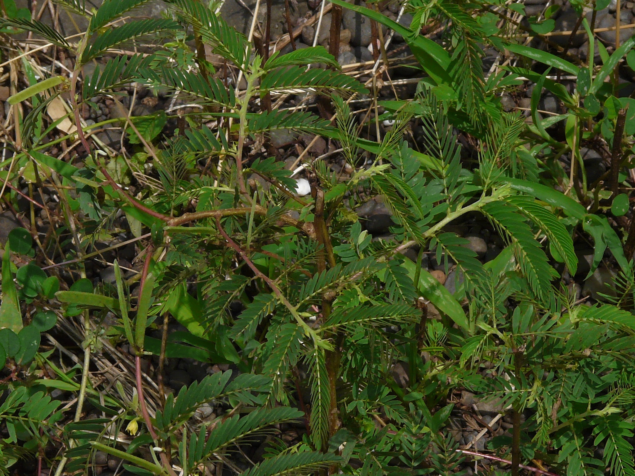 Chamaecrista pumila (Lam.) V.Singh