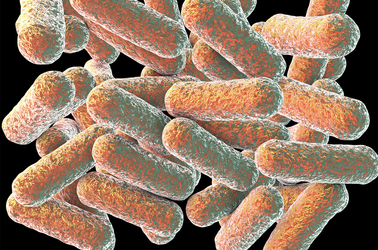 Morganella morganii bacteria, computer illustration