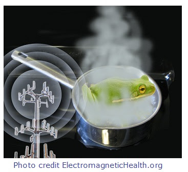 frog