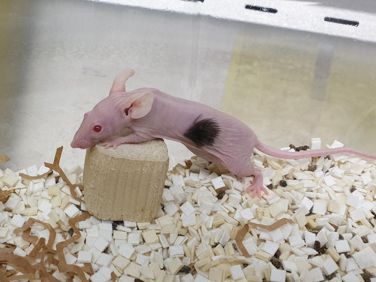 A lab mouse seven months after receiving dNovo's stem cell treatment to promote hair regrowth