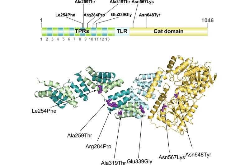 Scientists identify new neurodevelopmental disease caused by genetic mutations