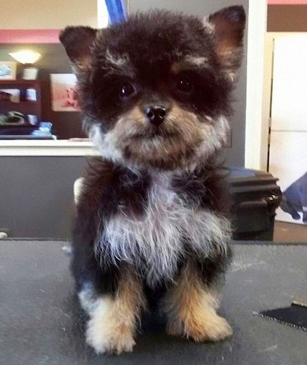 My Boyfriend's New Cutie Yorkie-Poo (Yorkshire Terrier + Poodle) Puppy's New Cutie Yorkie-Poo (Yorkshire Terrier + Poodle) Puppy