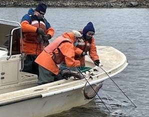 Crew on a boat lifting shortnose sturgeon out of the water