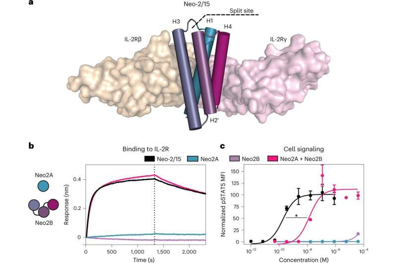 To improve a promising cancer drug, cut it in half