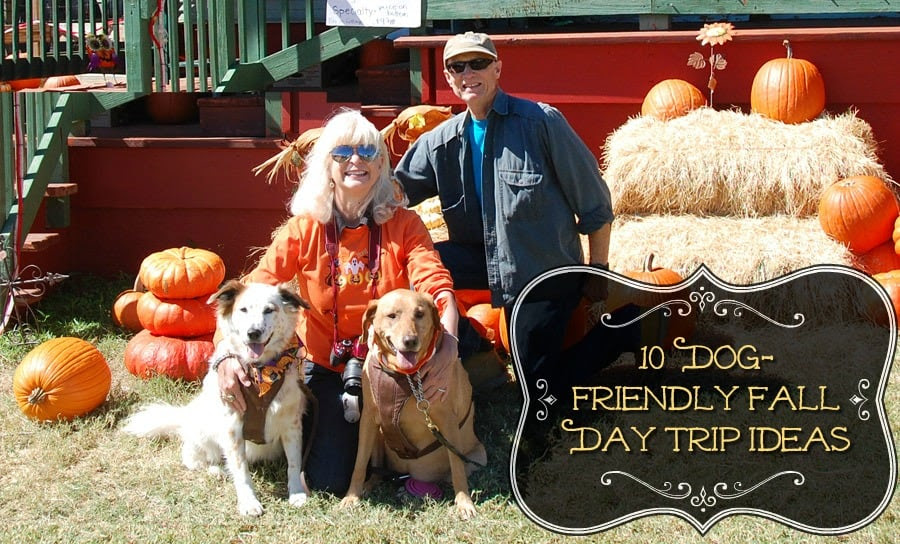 10 DogFriendly Day Trip Ideas This Fall