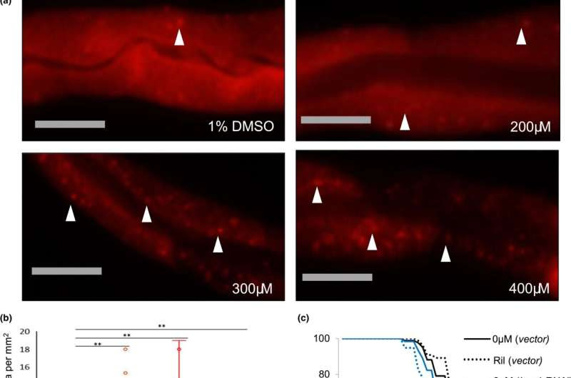 Hypertension drug could be repurposed to delay aging, study finds