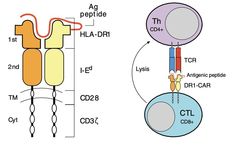 DR1</p> <figcaption>CAR T cell design and binding schematic