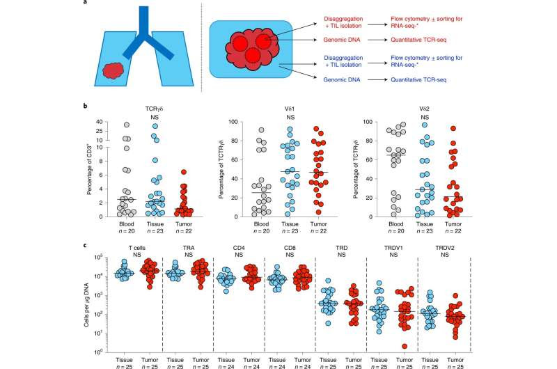 Immune cell linked to better lung cancer survival