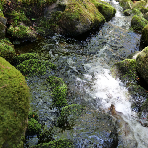 Fast-moving water runs through mossy rocks.