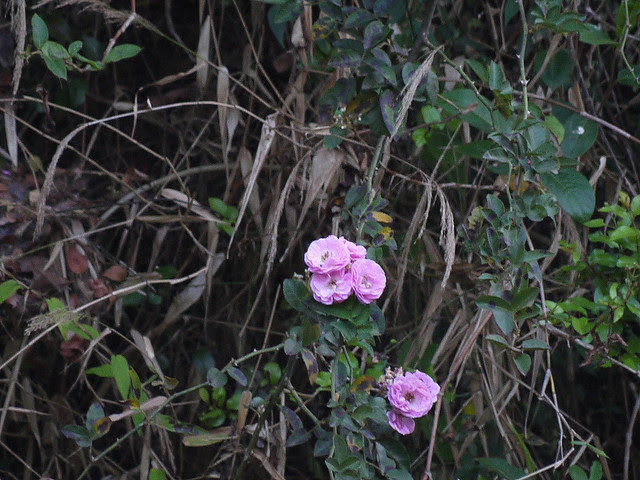 Rosa leschenaultiana