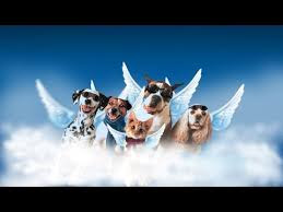 Do Our Pets Go To Heaven: You May Be Shocked By What Tom Horn Has To Say About It