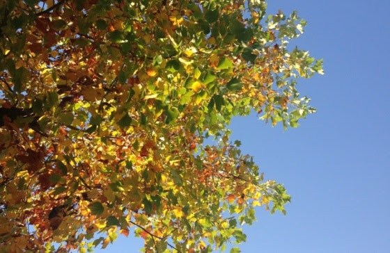 IMG_2008.jpeg