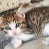 GATTINI MERAVIGLIOSI CERCANO CASA 0