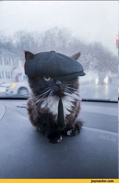 cats,peaky blinders,sandbox