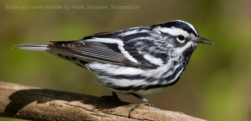 image of Black-and-white Warbler by Frode Jacobsen, Shutterstock