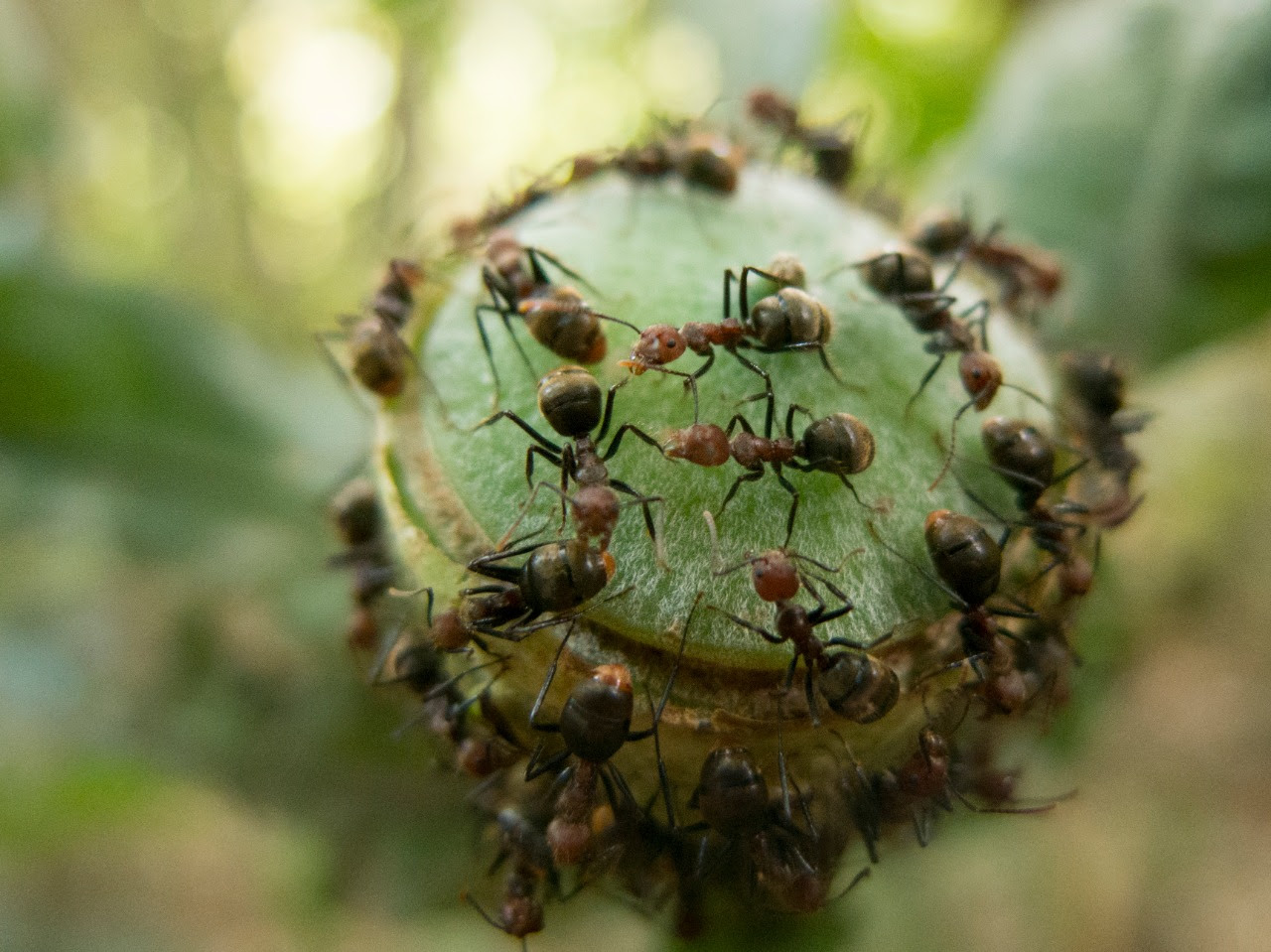Formigas, como essas Pseudomyrmex concolor, são uma das espécies que sofrem impacto da ação humana na floresta - Ricardo Solar. ICB UFMG