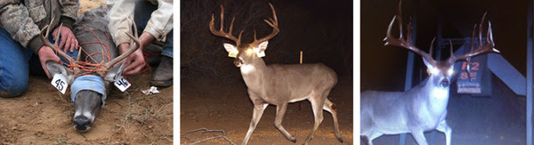 Buck 7 All Pics