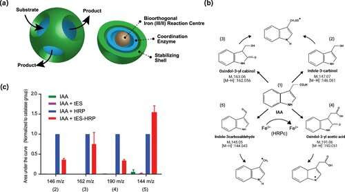 Researchers use nutritional supplement to shrink breast cancer tumors