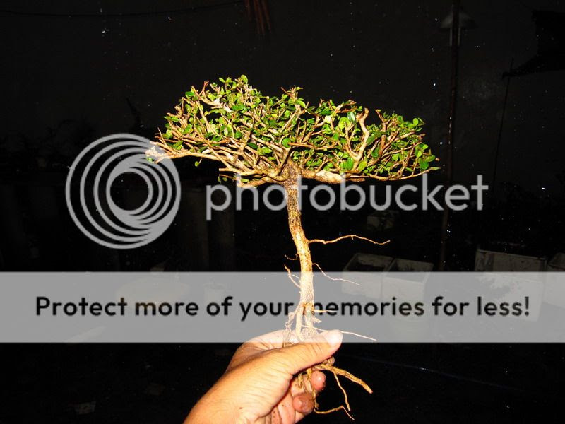 photo IMG_1885_zpsa001d450.jpg