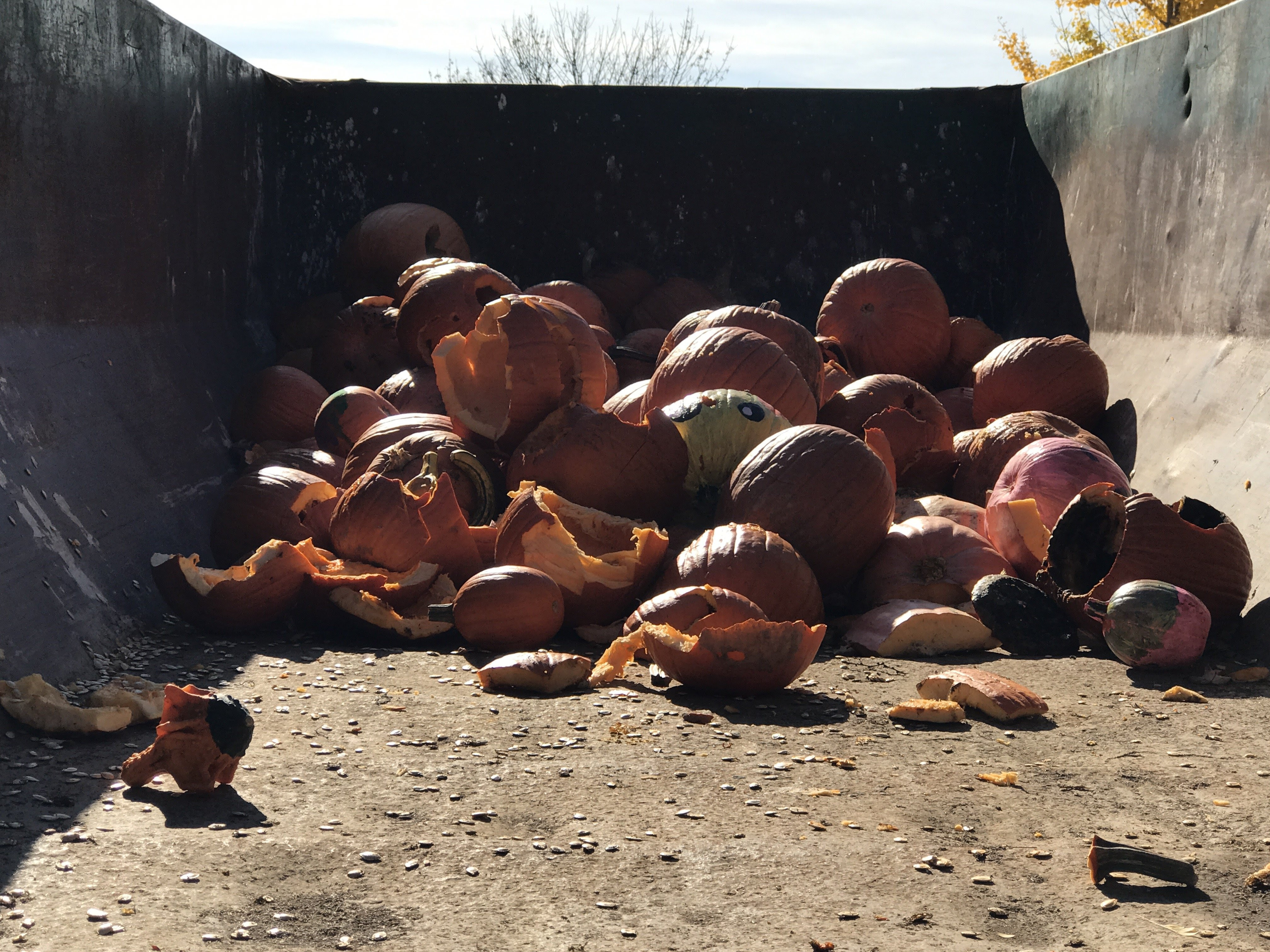 pumpkin composting