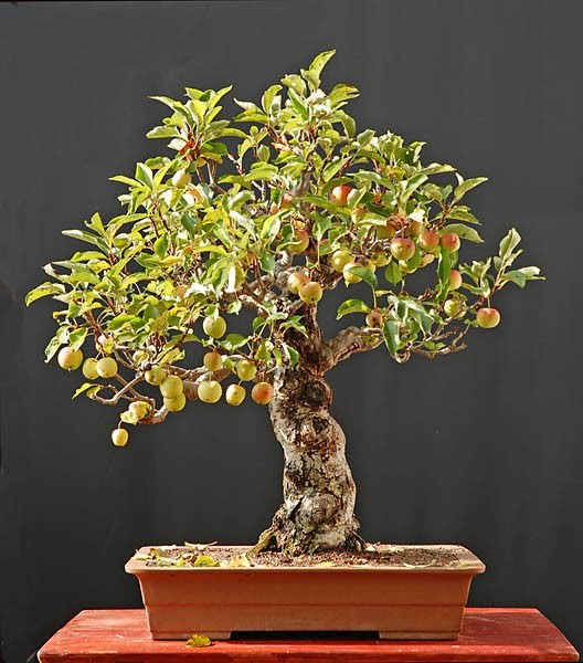 Những cây bonsai đẹp nhất của Nhật Bản 8567cf74-59ad-4397-84de-bce9c4764fec