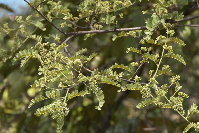 Dalbergia malabarica Prain