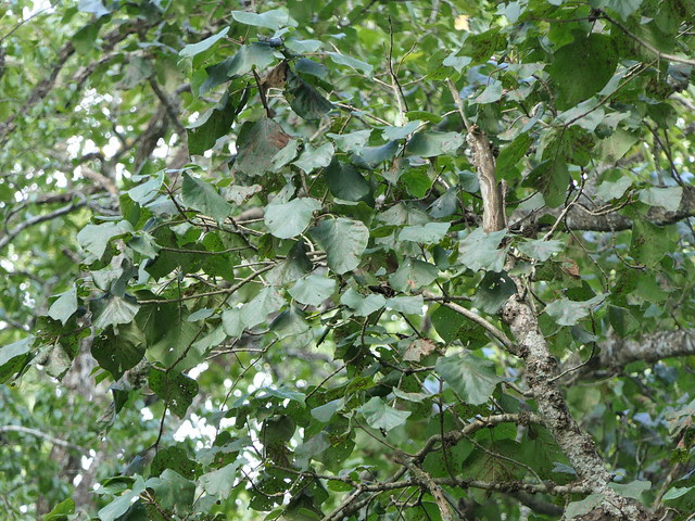 Dalbergia latifolia Roxb.