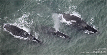 Bowhead whales