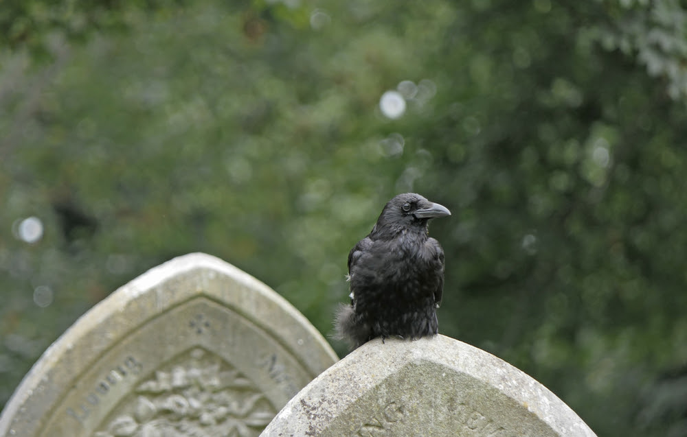 raven bird  sitting on a headstone