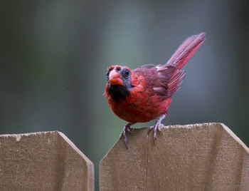 cardinal