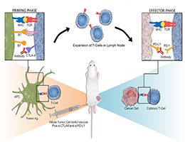 Mechanism of Id2kd Neuro2a vaccination combined with α-CTLA-4 and α-PD-L1 immunotherapy in a neuroblastoma model