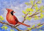 Cardinal in the Forsythia - Posted on Saturday, March 28, 2015 by Tammie Dickerson