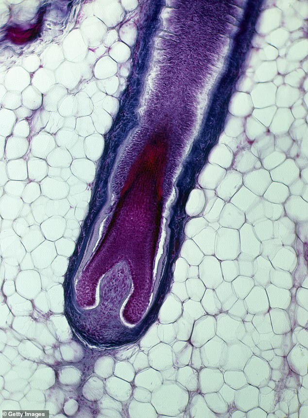 Scientists from Yokohama National University in Japan successfully generated hair follicles in vitro by by controlling the spatial arrangement of two types of cells, epithelial and mesenchymal. Interactions between these cells trigger the development of various tissues and organs.