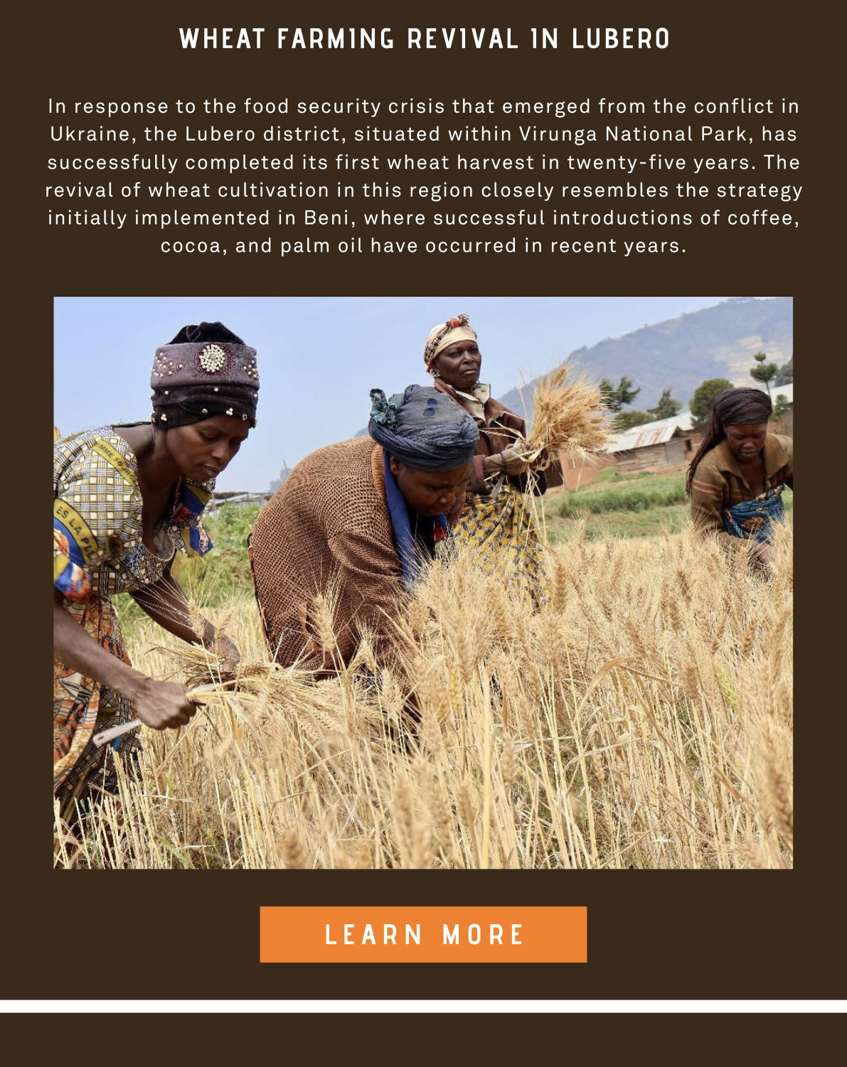 In response to the food security crisis that emerged from the conflict in Ukraine, the Lubero district, situated within Virunga National Park, has successfully completed its first wheat harvest in twenty-five years.