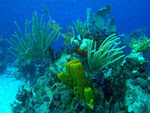 Cuba Jardines de la Reina Reef - A Beacon of Hope in the Caribbean