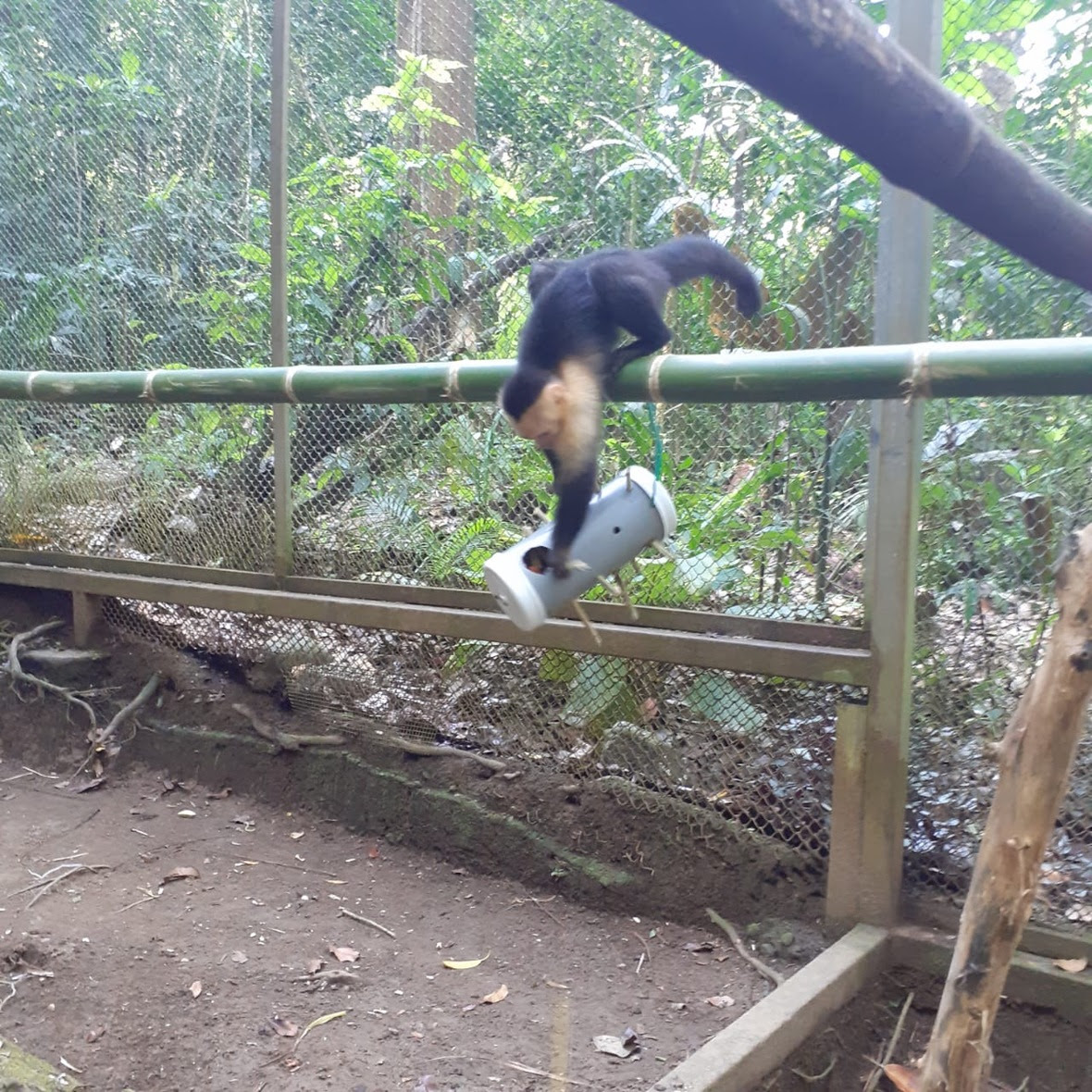 Capuchin stands on bamboo and manipulates hanging enrichment below her. 