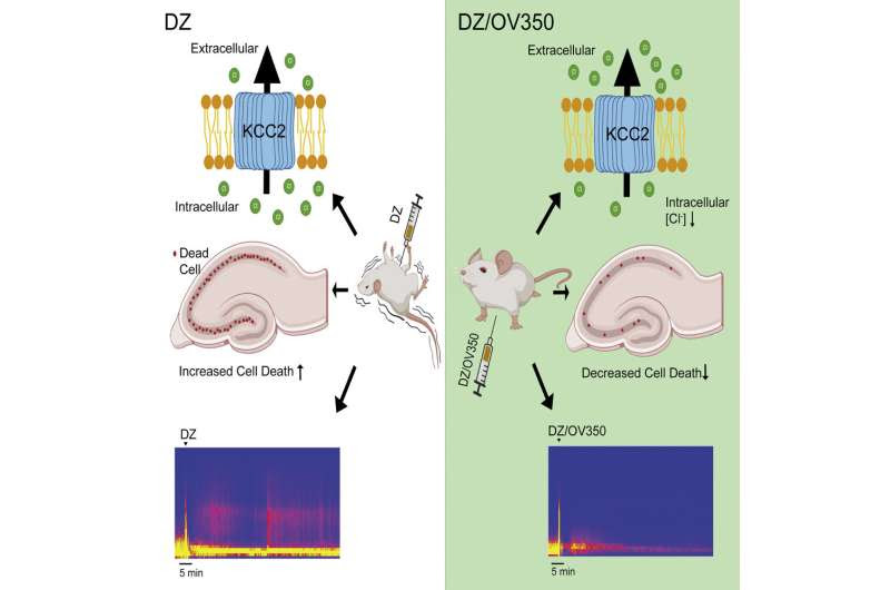 Potential treatment target for drug-resistant epilepsy identified