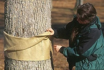 A person in a green and black jacket holds a flap of a piece of burlap wrapped and tied around a tree trunk